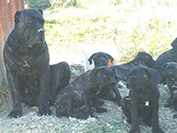 cane corso brindle litter